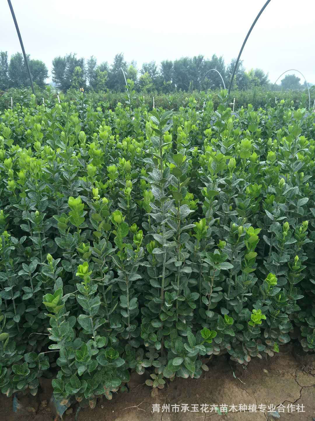 北海道黄杨出售 绿化苗木工程 开花丛生福禄考 花海草坪草花种子