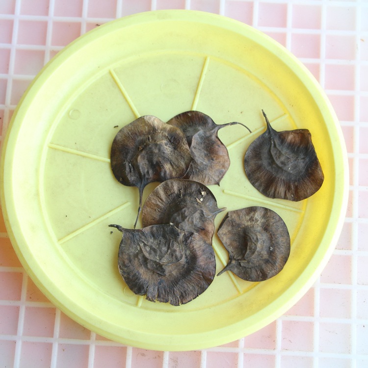 紫檀新采印度小叶紫檀种子 印度紫檀木种子 檀香紫檀种子 包发芽