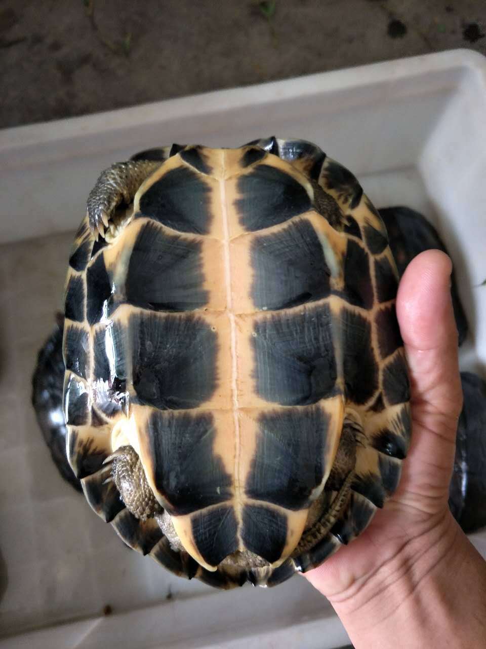 【产品功能】 - 越南纯种试蛋南石龟 石金钱单母龟