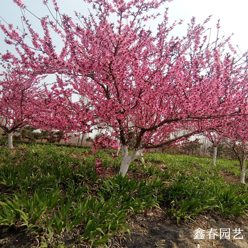 路边绿化带的粉色花是什么