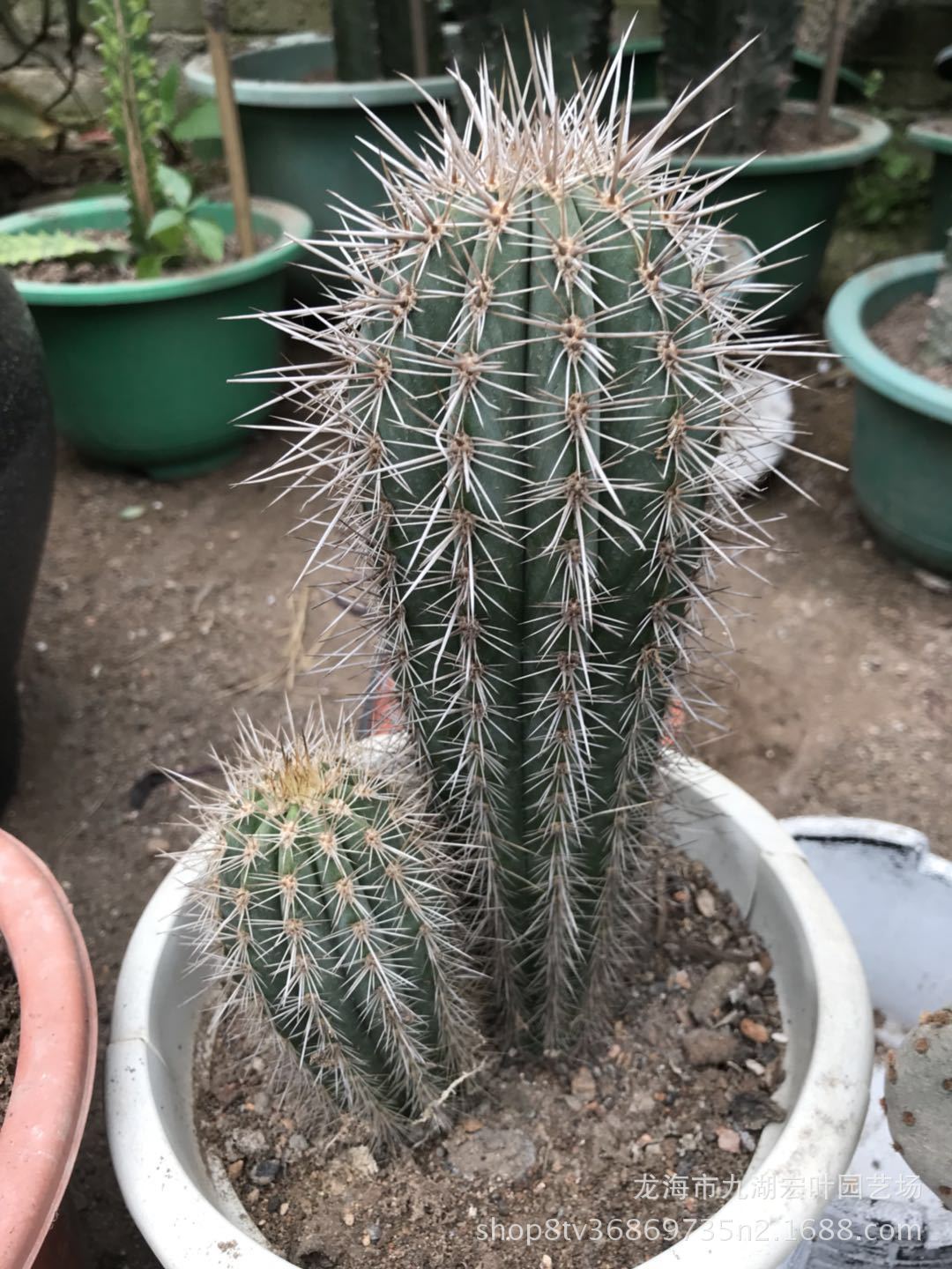 双头幸福柱摩天柱仙人掌植物武伦柱沙生植物多肉植物仙人球仙人掌