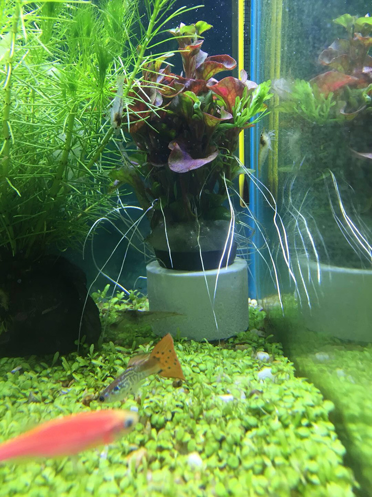 水草定植杯大号生化陶瓷环种植水草环养草水草固定底座厂家定制