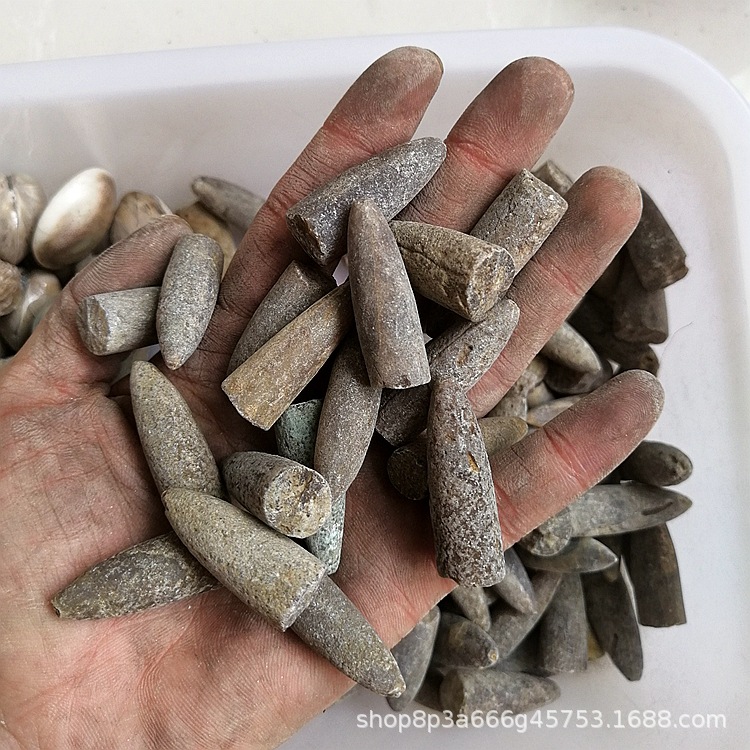 化石标本箭石角石古生物化石天然箭石化石标本