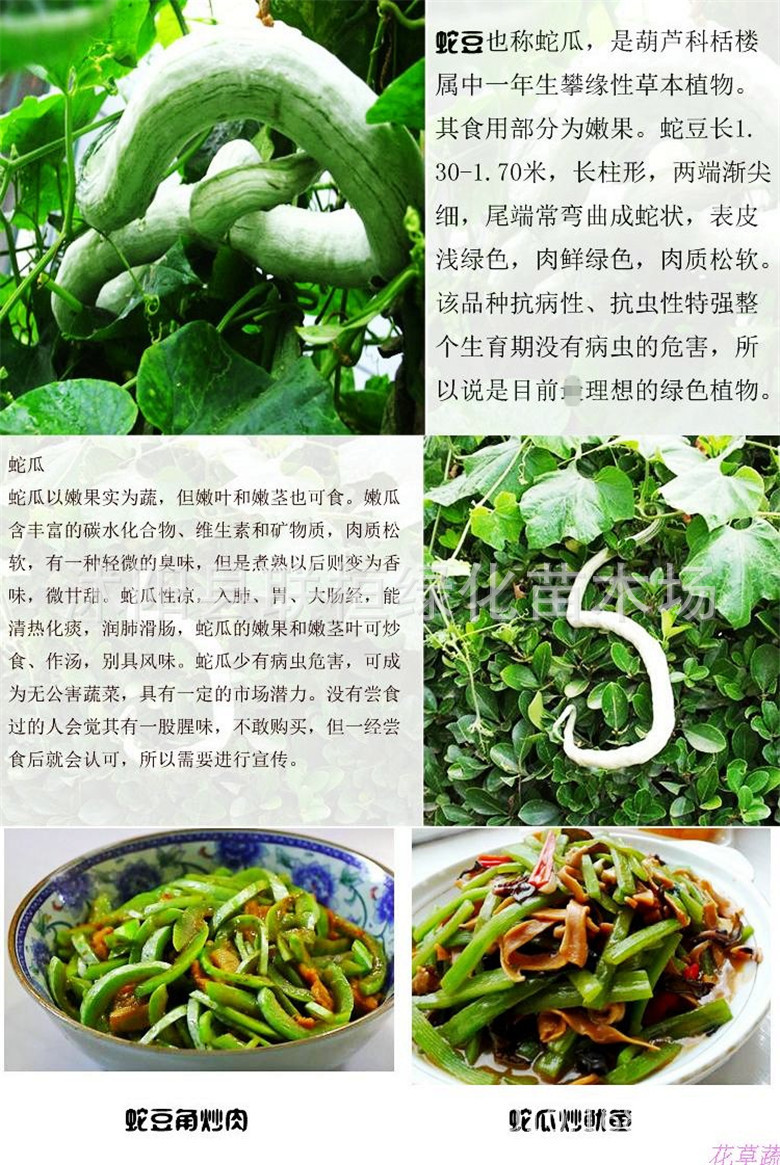 蛇豆蛇瓜种子 特色大蛇瓜果种子 蔬菜种子春夏 蛇豆种子爬藤庭院