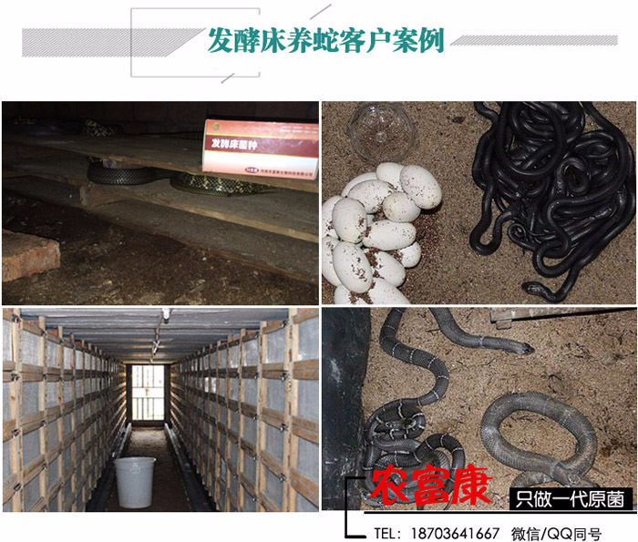 发酵床养蛇优点都知道但怎么选菌种你知道吗