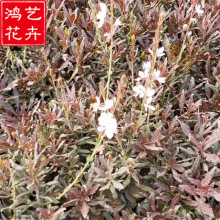 批发宿根花卉植物山桃草苗庭院市政绿化 客厅观赏植物山桃草盆栽