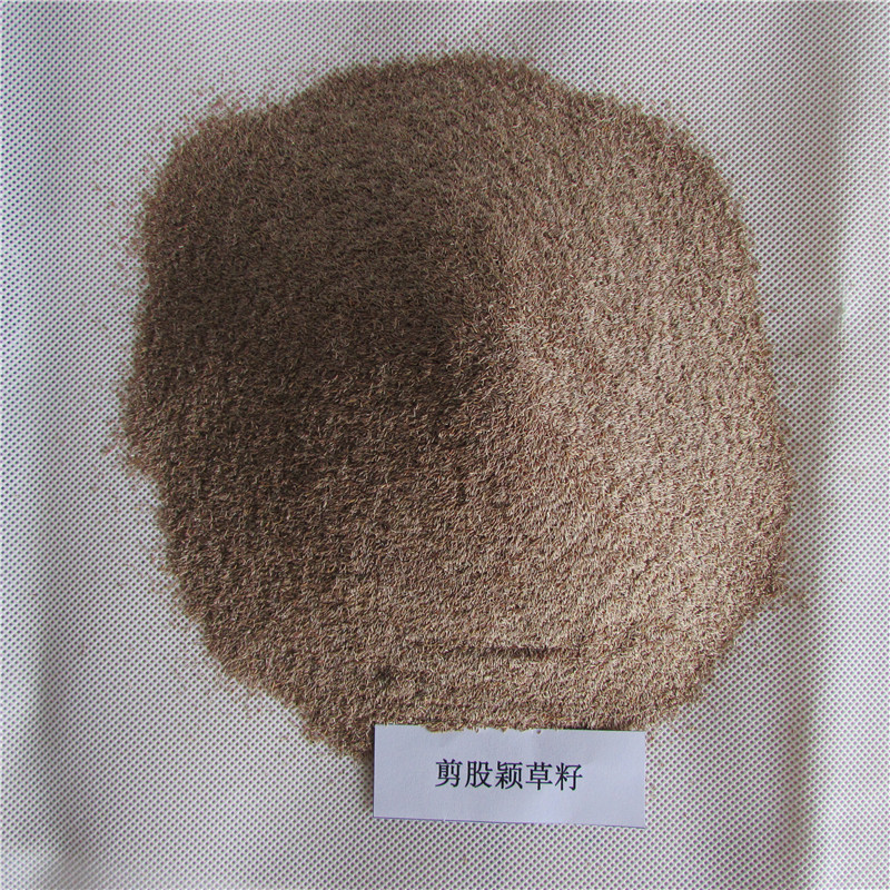 现货供应绿化草坪种子剪股颖匍匐型剪股颖草籽山东泰安供应