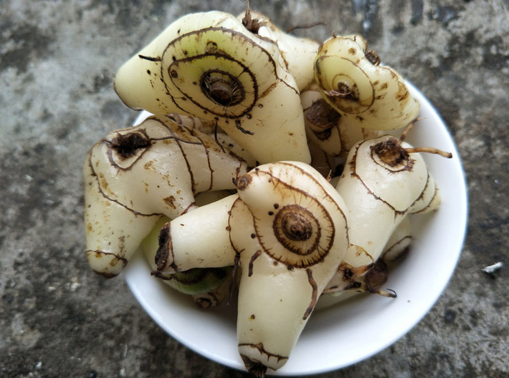 现货供应云南紫花三叉白芨可切片磨粉水白芨批发 量大从优