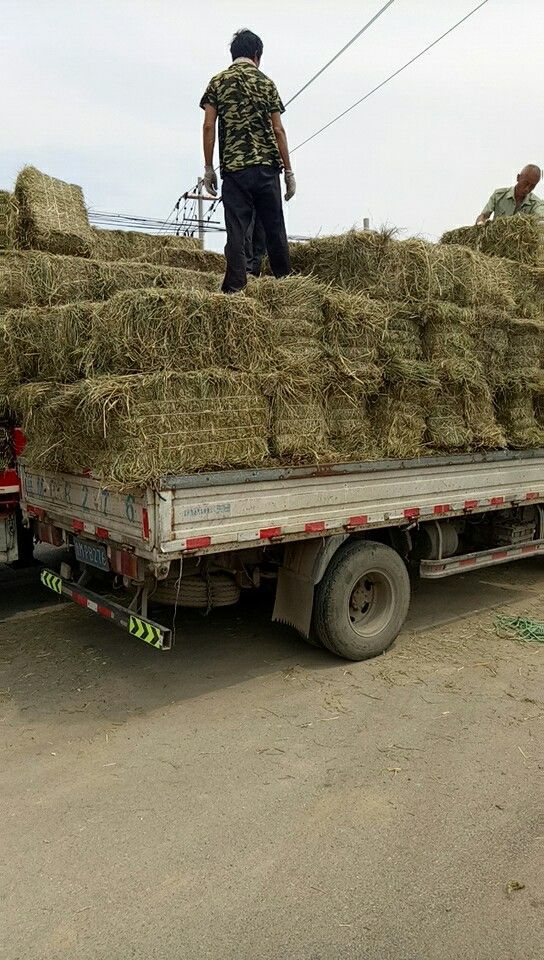 羊草厂家直销大量羊草 青干草 碱草牛马羊等动物牧草