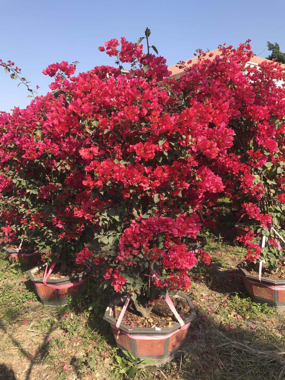 云南四季红三角梅花色浓郁云南四季红三角梅哪里种植