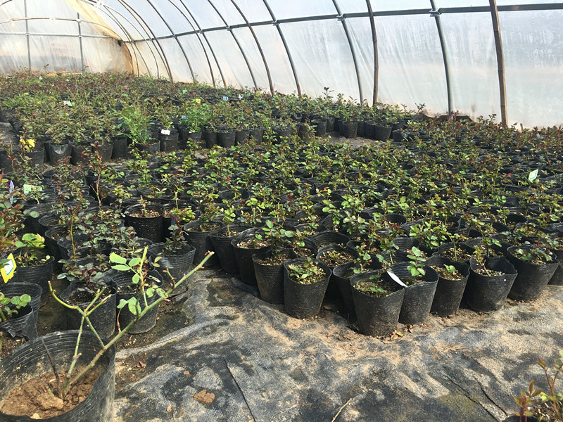 月季小苗 藤本 灌木月季 欧月 爬藤植物 绿植盆栽 品种齐全