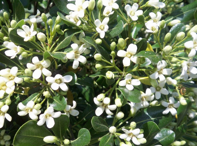 出售花卉苗木种子 海桐种子 海桐球 林木种子 绿化种子 易成活