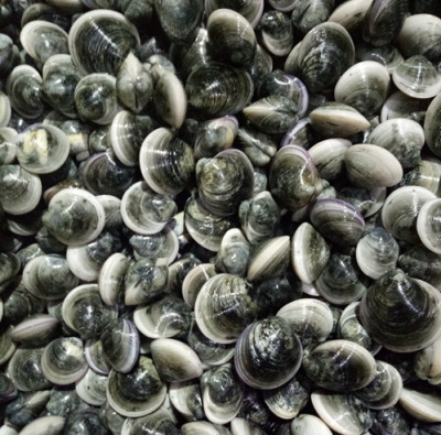 连云港海鲜_连云港海鲜批发 铁蛤黑桃贝蛤蜊 鲜活贝类 量多从优 - 阿