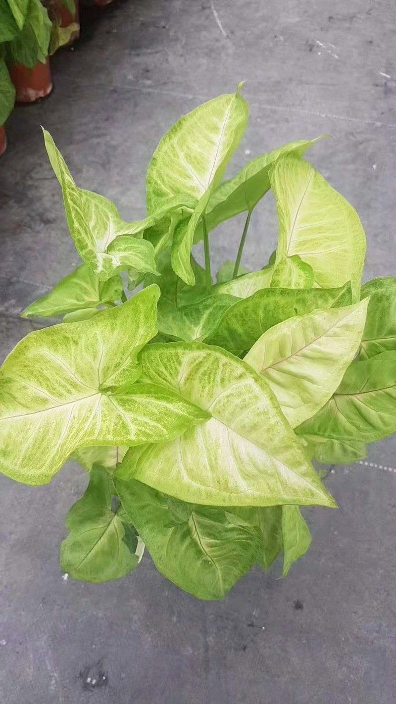 基地直供绿墙绿化专用小盆栽花卉室内植物110黄金童子合果芋