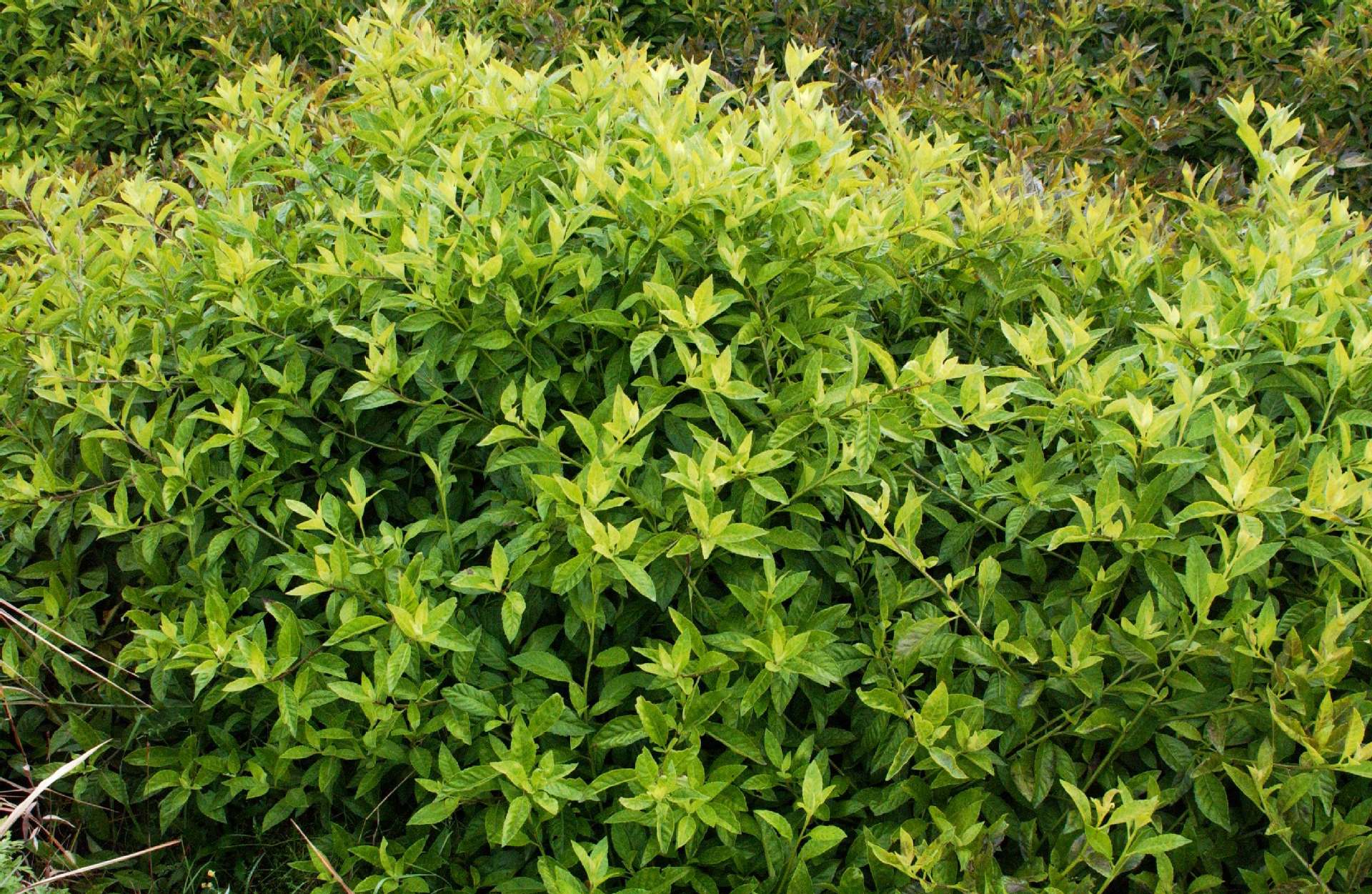 平卧菊三七提取物水溶斯诺特可oem现货