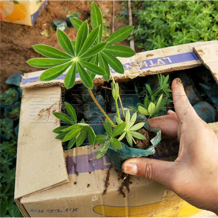 羽扇豆 鲁冰花 景观造型宿根花卉 羽扇豆杯苗大量现货