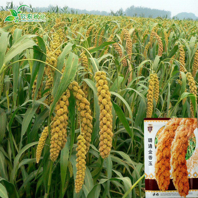 金香玉谷子种子批发 农田菜园矮生抗倒抗旱香糯小米种子