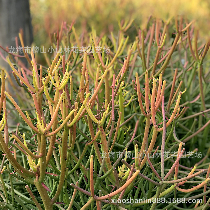 变异仙人掌沙漠植物 光棍树锦 红珊瑚大戟科属地被绿植 园林景观