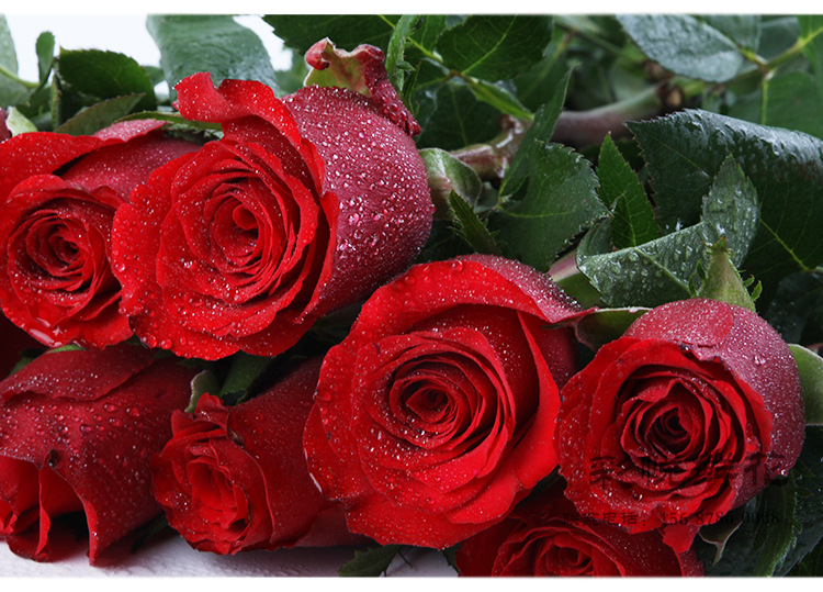厂家鲜切花卡罗拉新鲜红玫瑰花婚庆装饰节日送礼佳品大红玫