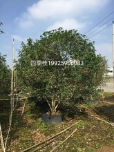 基地批发 供应 四季桂 4-5米 假植苗 本地桂花树 庭院树