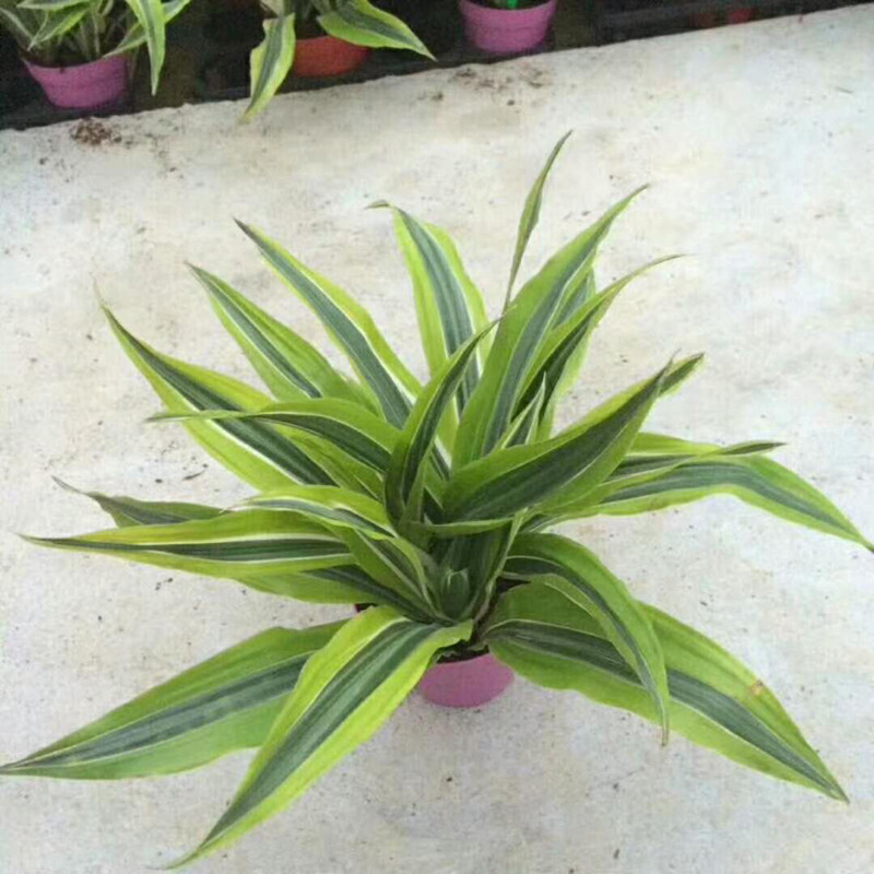 【基地直供】观叶植物 室内花卉植物小盆栽 120巴西美人铁