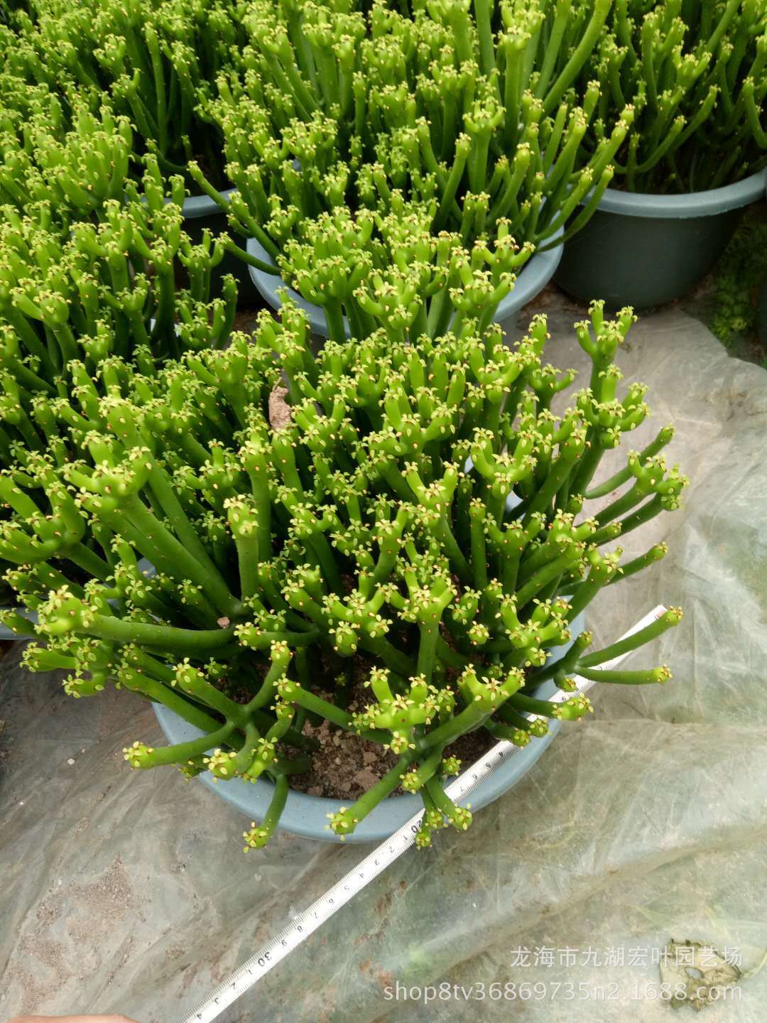 宏叶花卉景天科多肉 珊瑚柱光棍树 仙人柱产地直销景观 盆栽批发