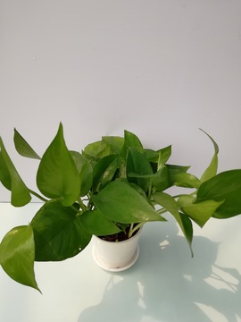 绿萝小盆栽招办公桌室内微景观绿植 净化空气除甲醛 一件代发货