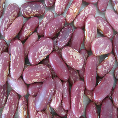 红芸豆杂粮红花饭豆紫花芸豆东北红芸豆