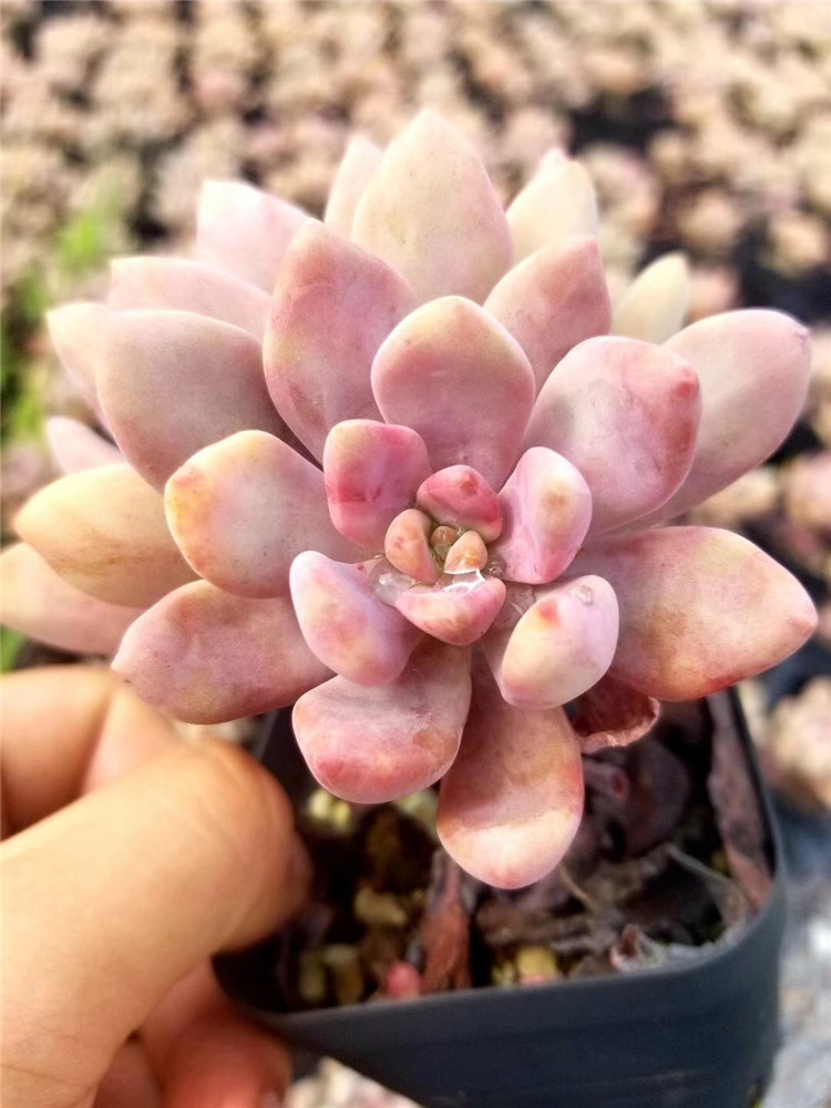 156多肉植物组合大棚批发 新品美人手指双头老桩盆7cm多肉品种