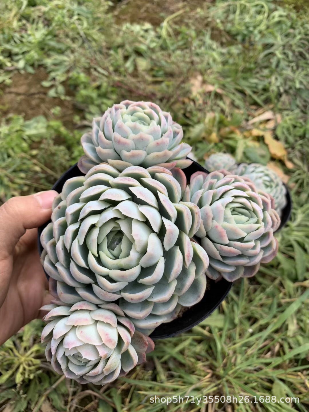 855精品状态多肉植物基地批发 紫月影群盆12cm多肉珍稀品种裸根发