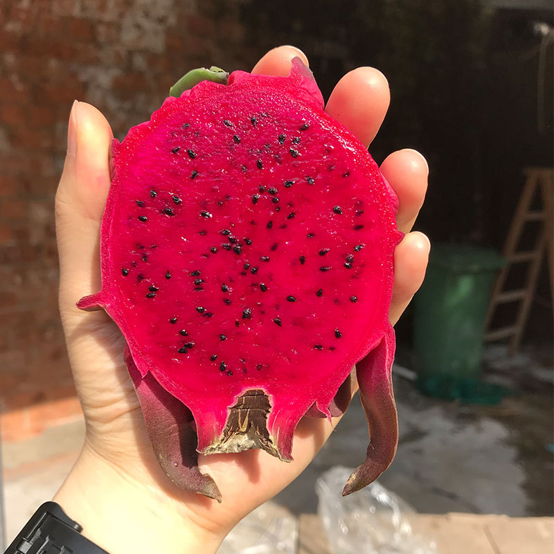 果水果特色 无 果形 稍有缺陷,但不畸形  是否进口 否 品种 巨龙果