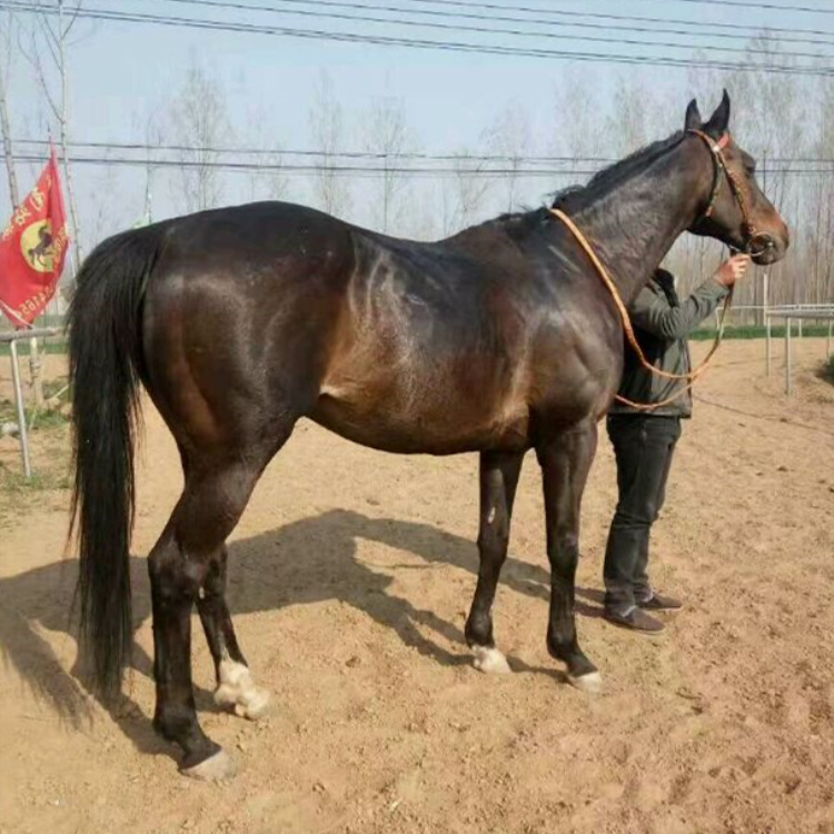 正规马匹养殖中心出售国产伊犁马 三河马 改良半血马 价格便宜