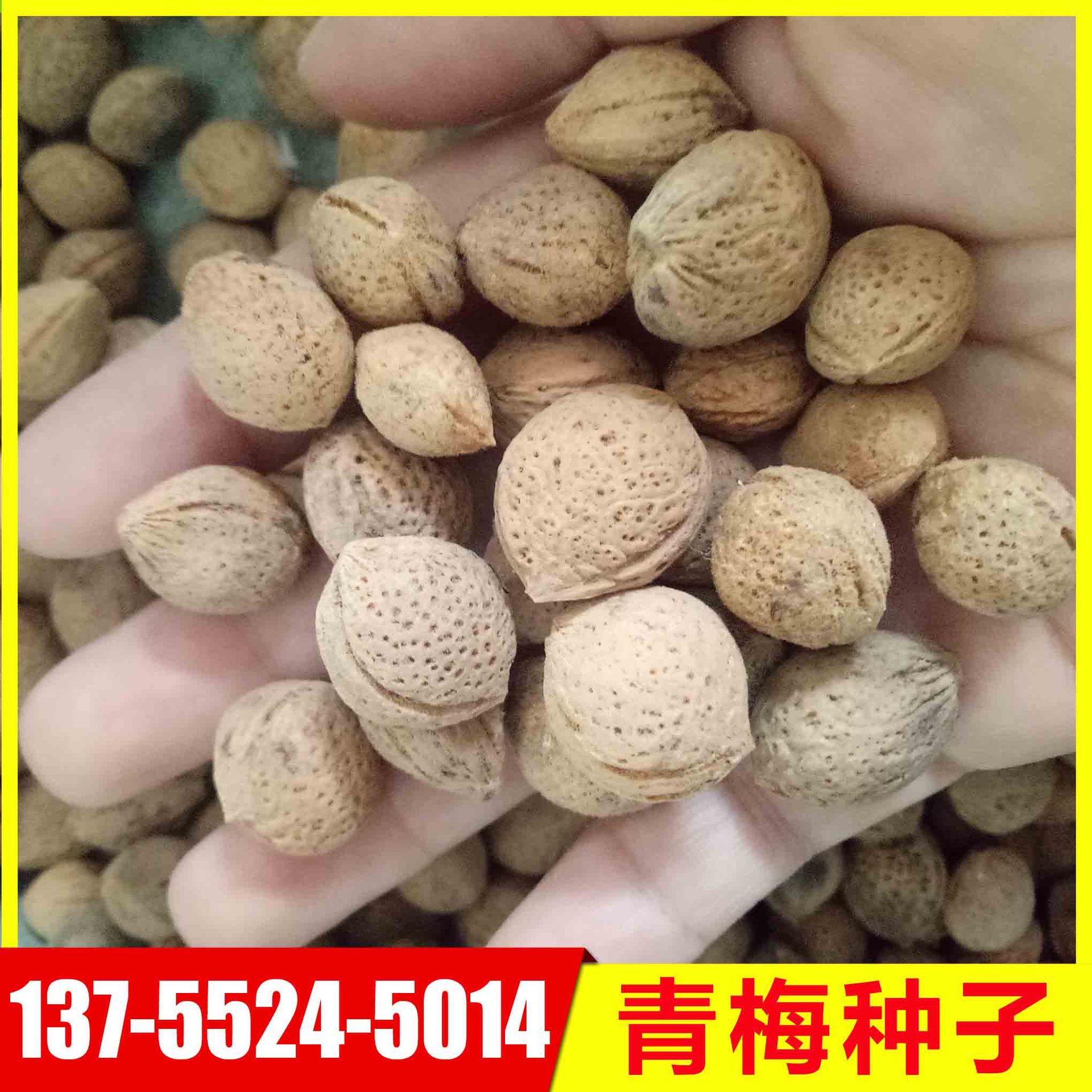 新采青梅种子酸梅种子嫁接红梅砧木种子青梅果树种子野生山梅乌梅