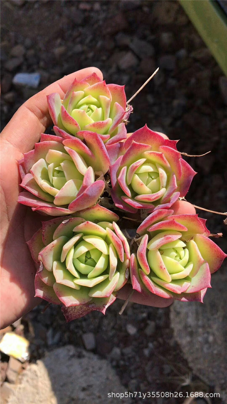 001云南多肉植物大棚批发翡翠塔单头4cm左右多肉品种状态实拍裸根