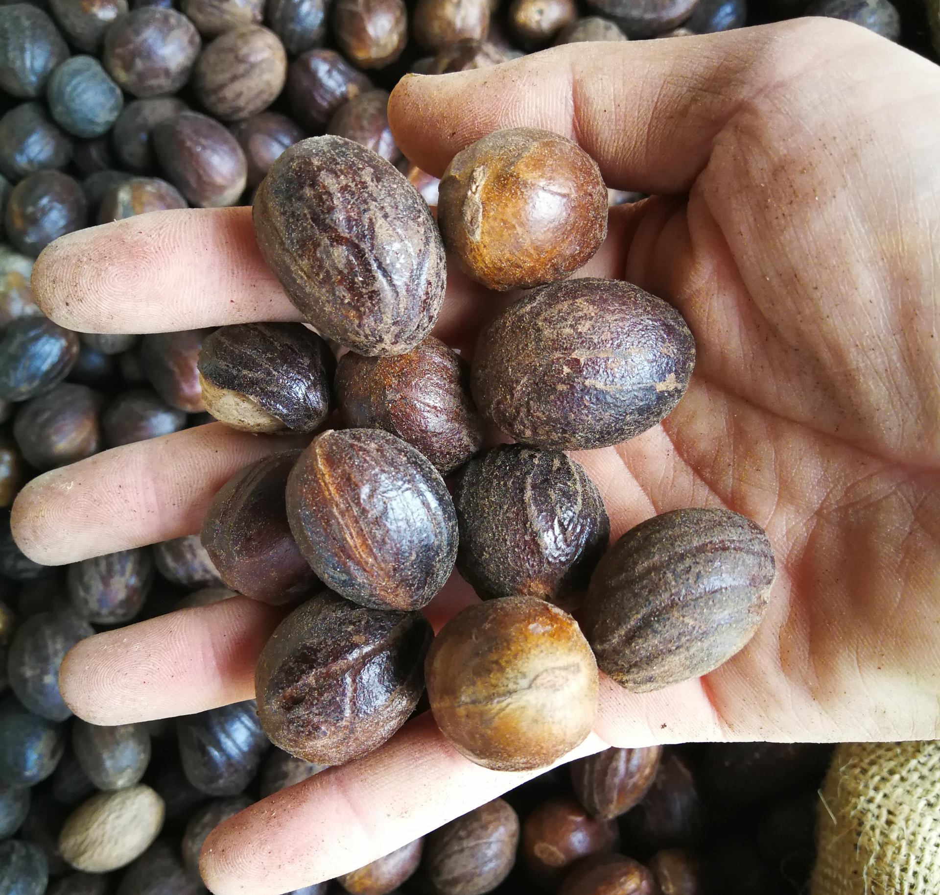 产地直销质圆香果 精选圆香果散装肉豆寇 圆香果 另有长香果