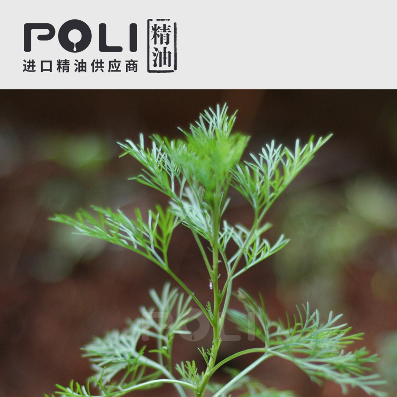 印度进口印蒿精油精油原料印蒿按摩油poli颇黎批发单方精油