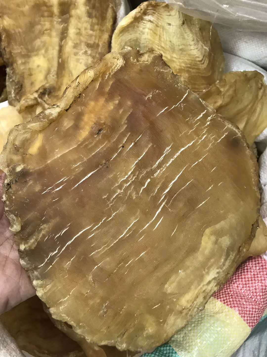 一德路海味 大斗湖花胶 5两一个以上 可以挑来拍照拿 一斤￥1700