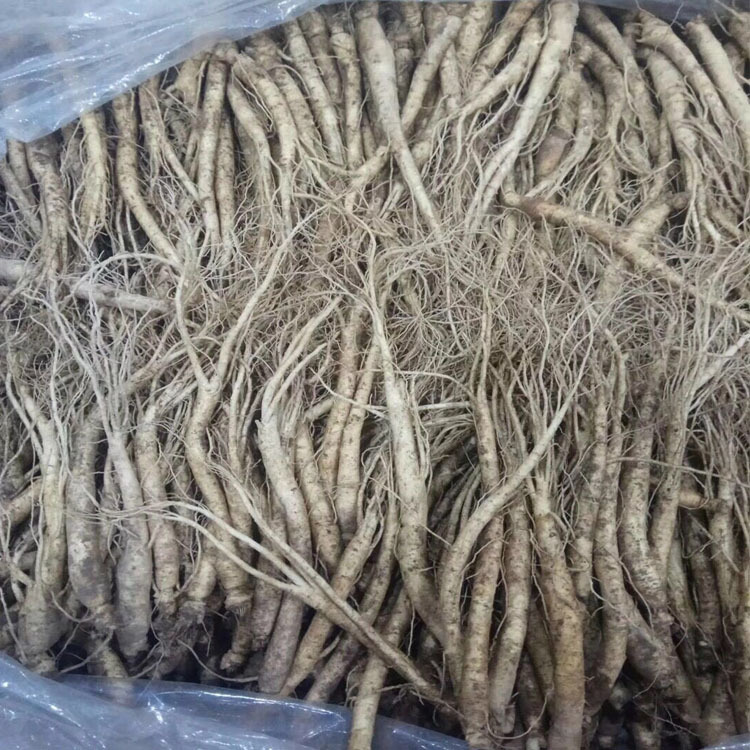 参类滋补品-东北特产长白山精选新鲜水参未经加工人参