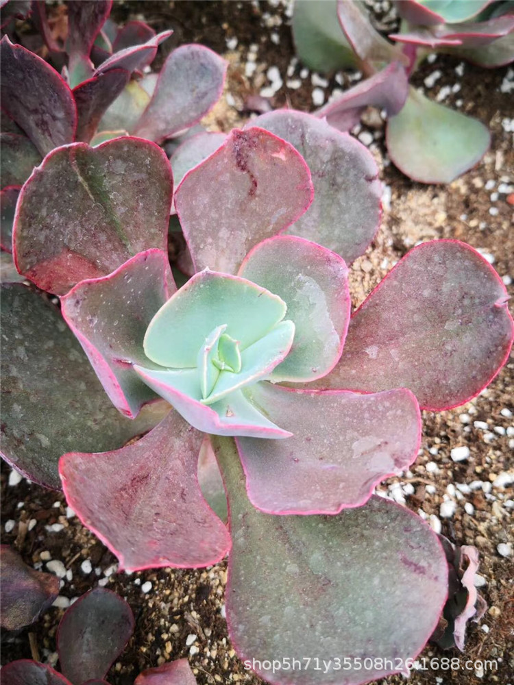 016大棚限时批发多肉植物 初吻小桩多肉品种品相实拍裸根发