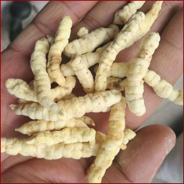 草石蚕 地蚕 土冬各种规格 中药材批发-阿里巴巴