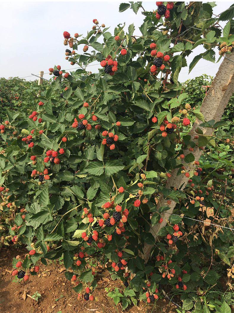 德蕾有机种植树莓鲜果批发零售黑莓健康养生水果香甜聚合浆果