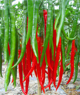 供用深绿色长线椒 青红两用 辣椒种子-湘辣七号