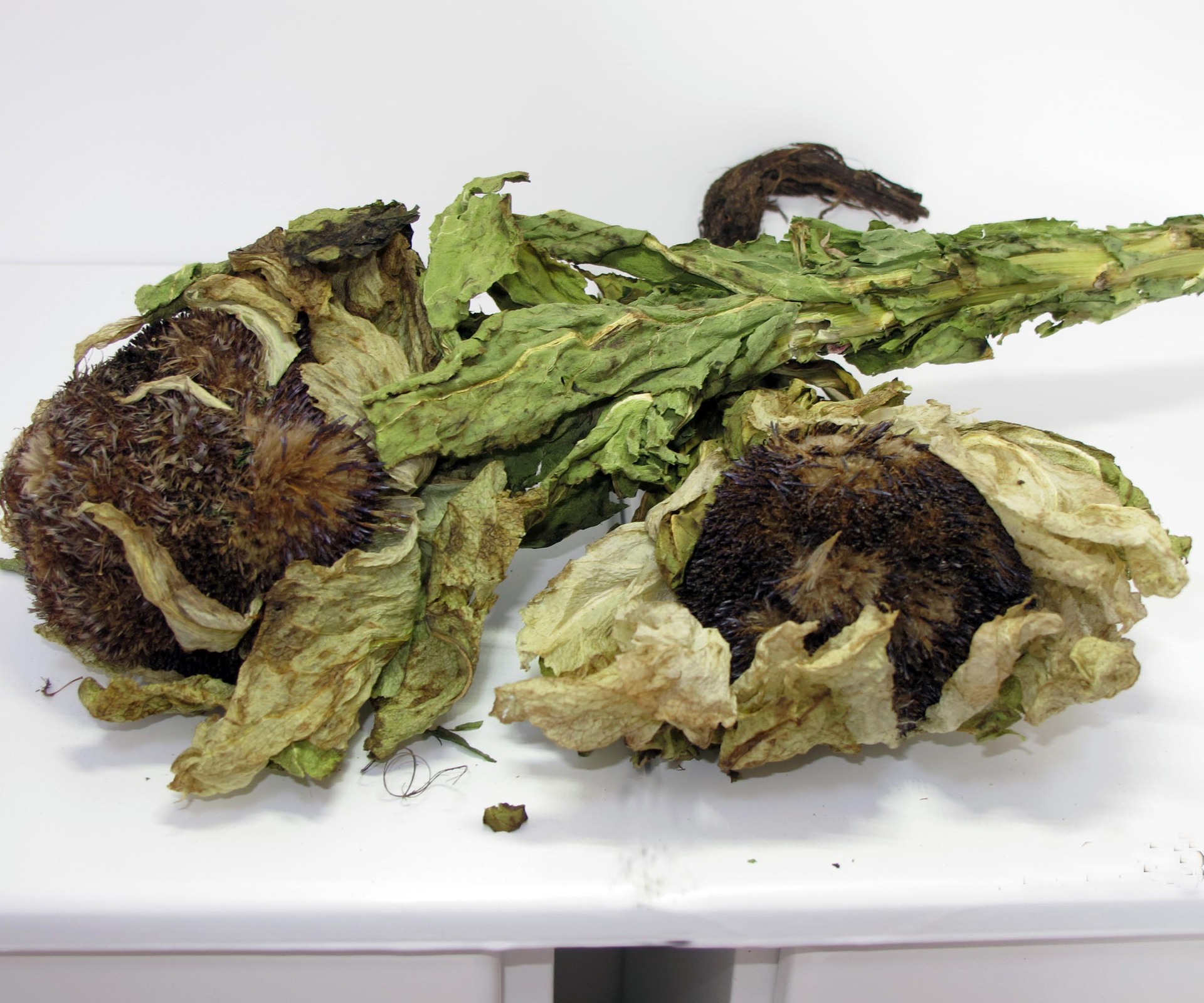 2019年天山小雪莲花干花新疆特产冰山高海拔养生茶滋补泡酒料代发