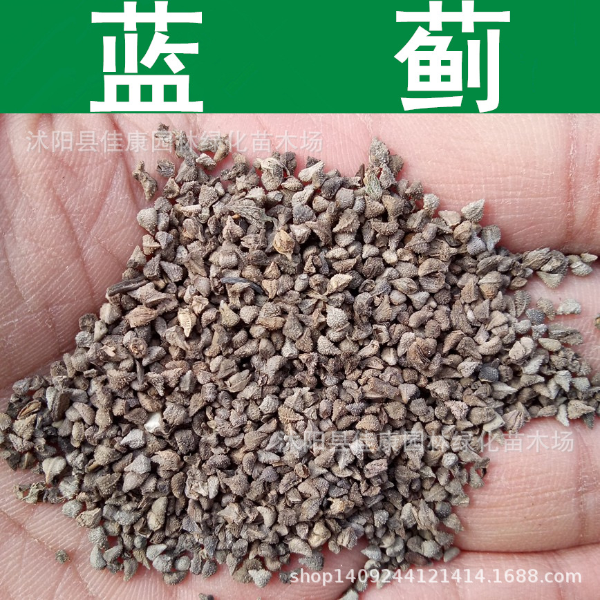 草花种子 蓝蓟种子 蓝刺头 蓝蓟花种子 庭院花卉 1件=1斤