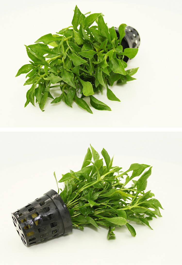 鱼缸水草活体绿波阴性水草中前景水草水族箱装饰观赏植物批发代发