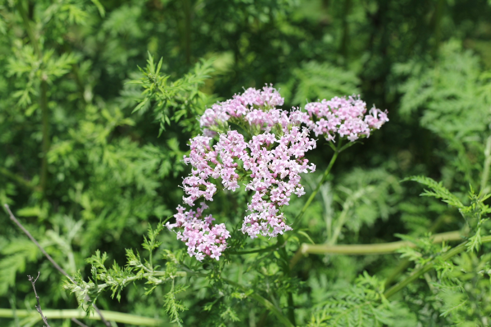 缬草提取物 10:1 缬草粉 陕西慧科源头厂家 资质齐全 品质包邮