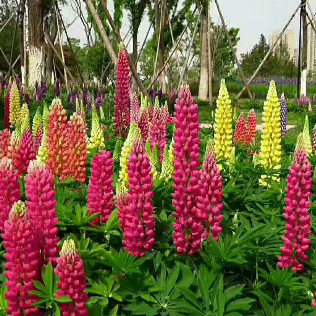 鲁冰花 多叶羽扇豆 草本植物 阳台盆栽花海