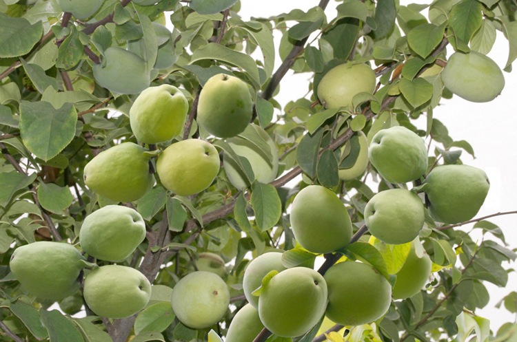 木瓜种子 皱皮木瓜种子 光皮木瓜树种子林木造景木瓜树种子南北方