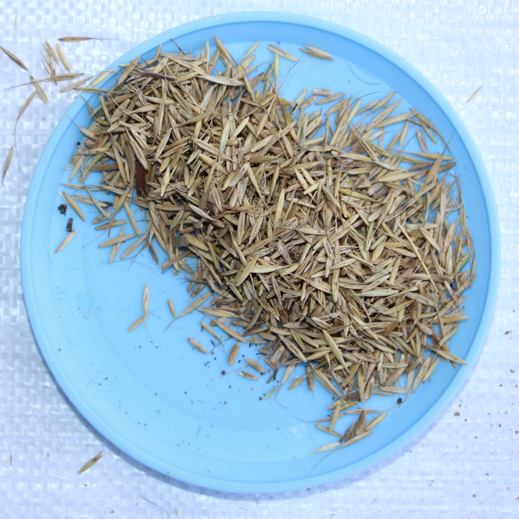 批发披碱草种子 护坡种子 野麦草耐旱耐寒 厂家直销