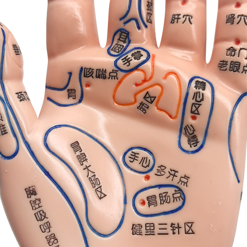 丰帆手模型手穴位模型针灸推拿按摩穴位高清晰刻字手部反射区模型
